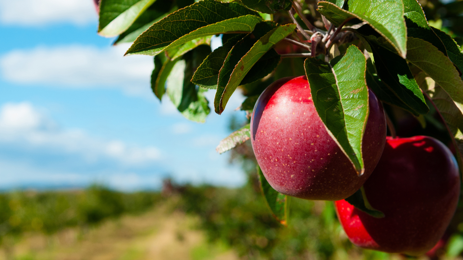 Exploring the CT Grown Trail for Autumn Agricultural Tourism