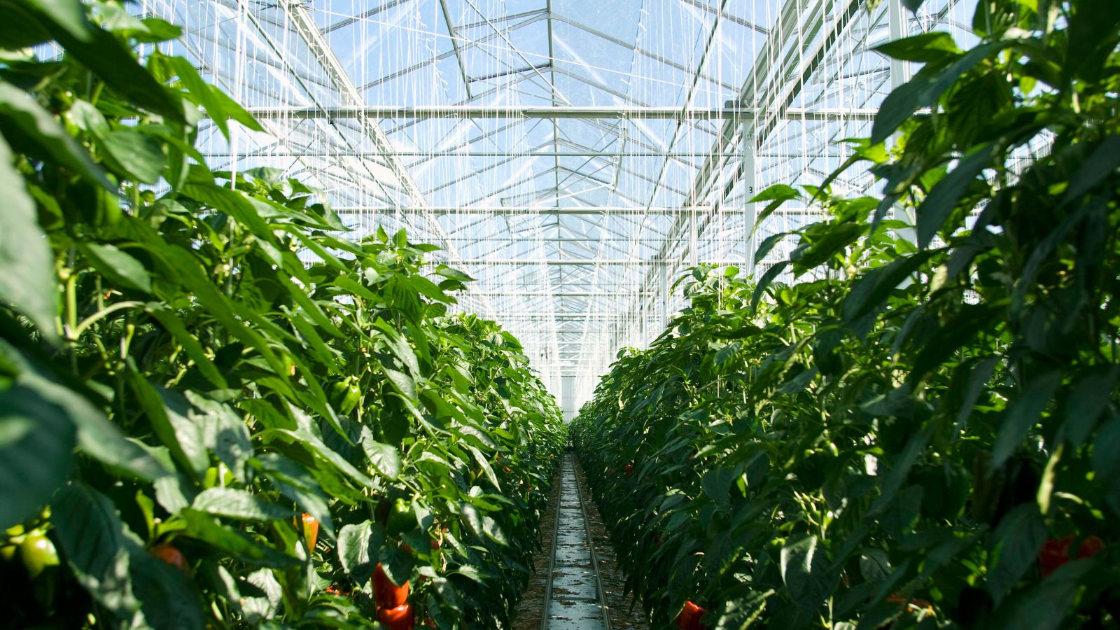 Connecticut’s Agricultural Industry Generates Up To $4 Billion A Year